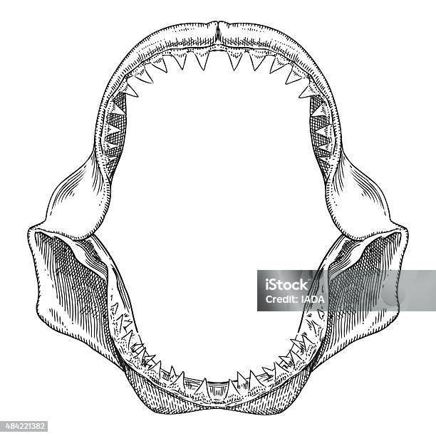 Requin Gueule Illustration Vecteurs libres de droits et plus d'images vectorielles de Requin - Requin, Dessin, Dents des animaux