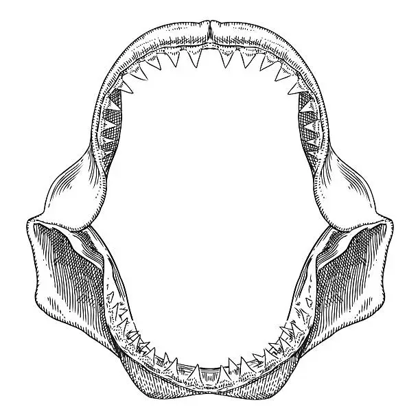 Vector illustration of Shark Jaws Illustration