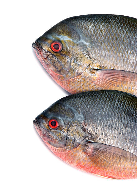 Yellowtail fusilier fish isolated on white background