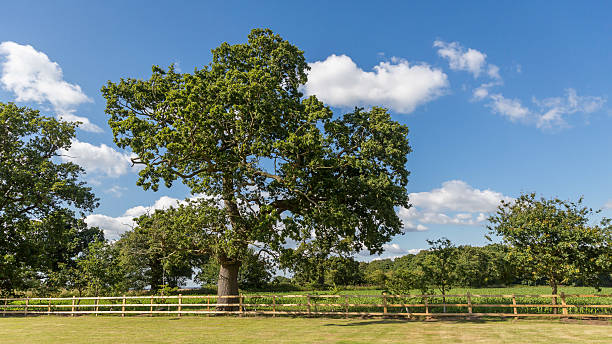 istock Tree In Country Field 484221474