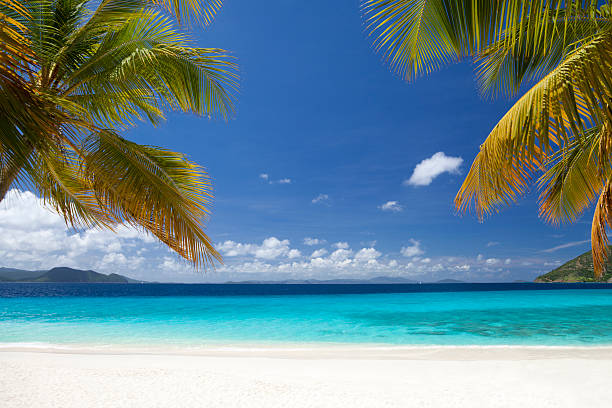 istock palm trees at Sandy Cay, British Virgin Islands 484221523