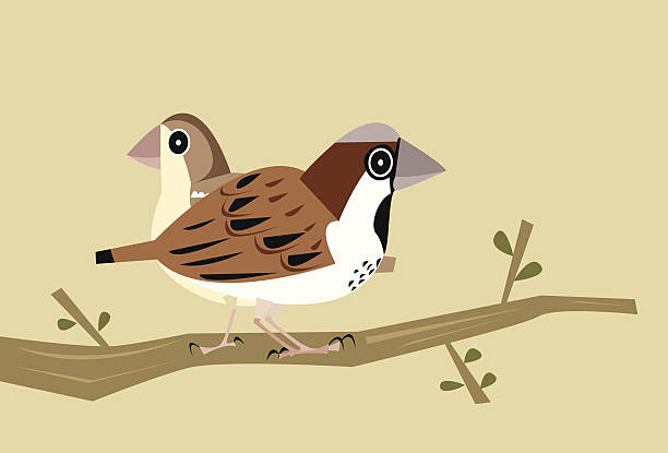 stockillustraties, clipart, cartoons en iconen met house sparrow pair vector - house sparrow