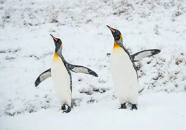 Two King Penguins standing in a snowstorm in South Georgia Antarctica with outstretched wings