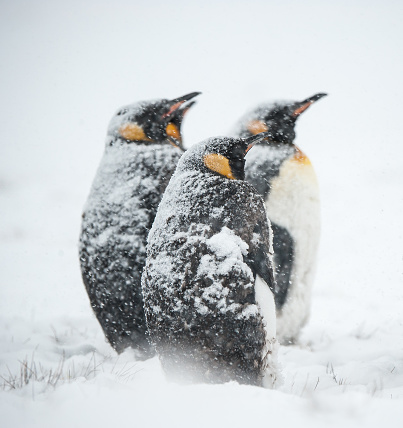 King penguins in the snow in South Georgia