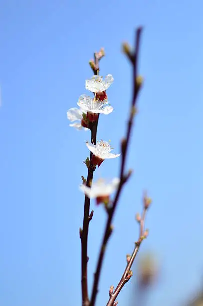 Flowering branch of apricot;