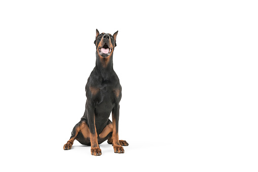 Doberman pinscher on white background,studio shot.The Dog Looking at up side.There is copy space for your text.Image taken Nikon D800 camera system and developed from camera RAW.