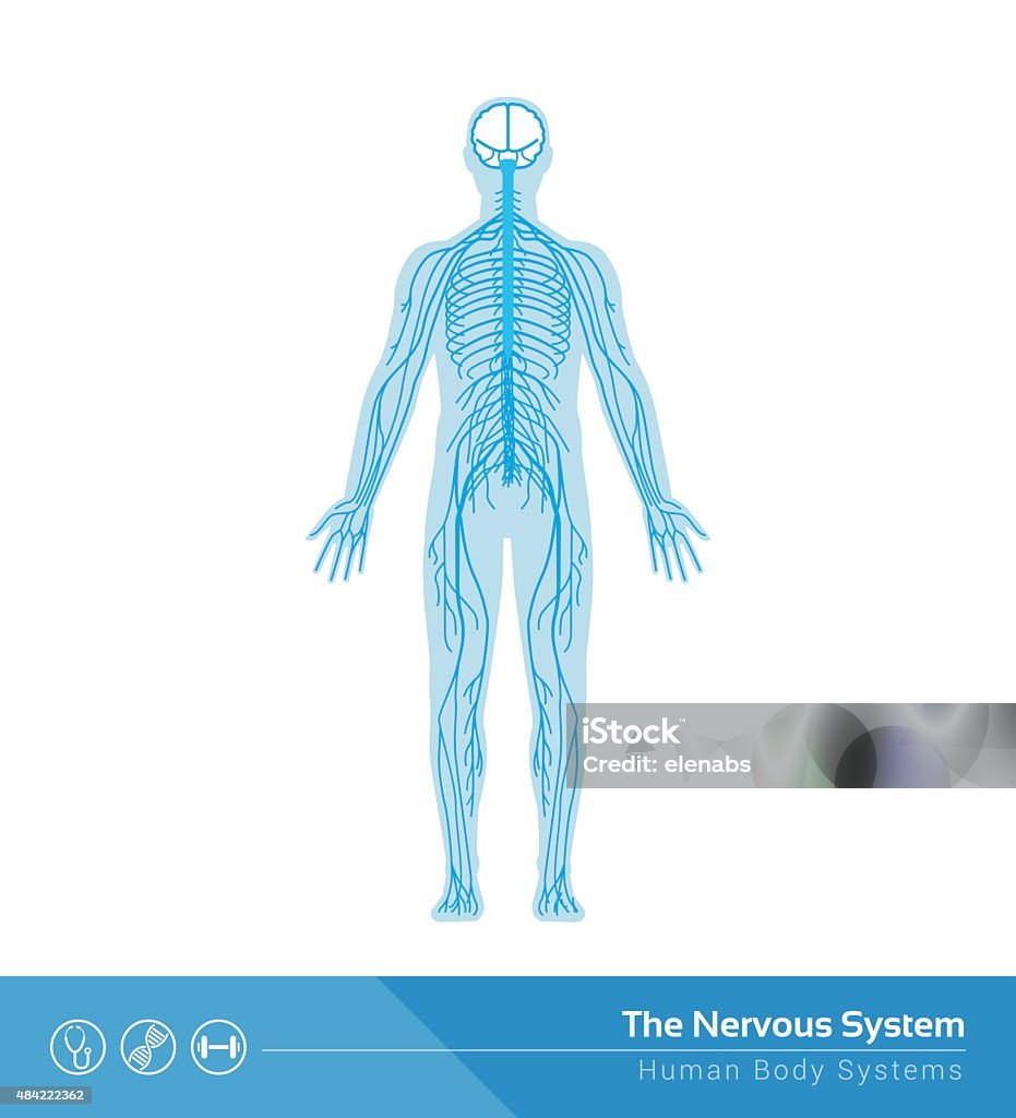 Le système nerveux - clipart vectoriel de Système nerveux humain libre de droits