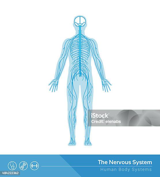 Il Sistema Nervoso - Immagini vettoriali stock e altre immagini di Sistema nervoso - Sistema nervoso, Sistema nervoso centrale, Il corpo umano