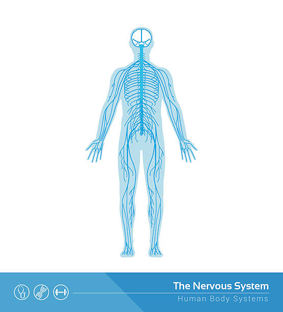 신경계 - nerve cell synapse communication human spine stock illustrations