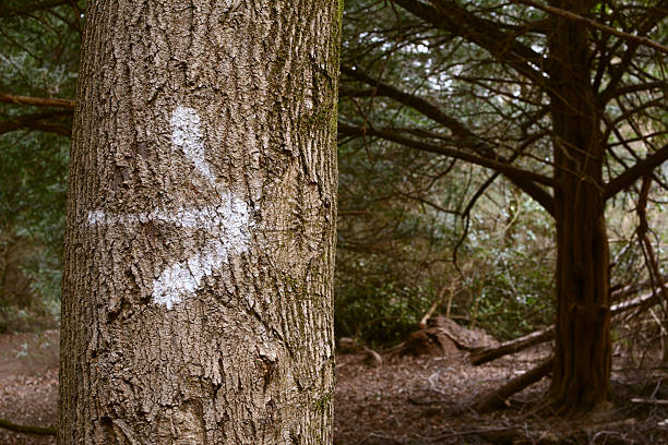 istock Arrow painted on a tree trunk in the forest 484224259