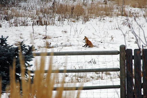 Fox relaxing in snowy field just outside of fence stock photo