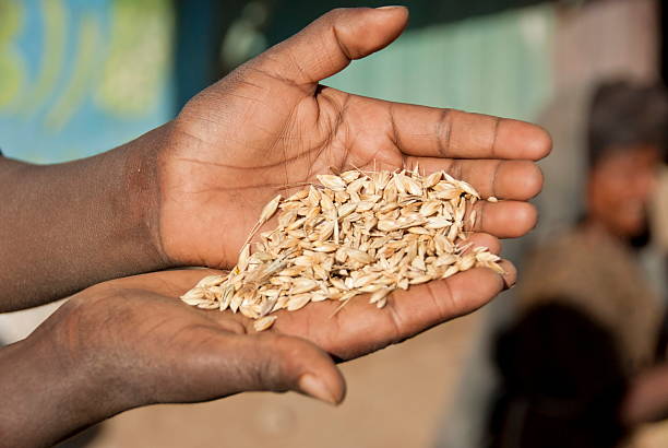 istock Handful of teff grains, Ethiopia. 484224489