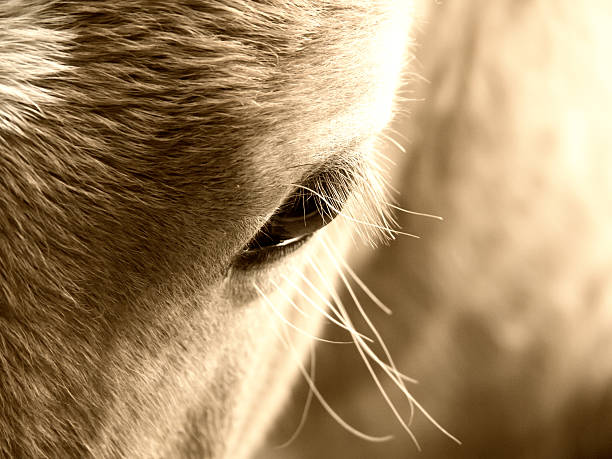 occhio di cavallo - chestnut close up close to macro foto e immagini stock