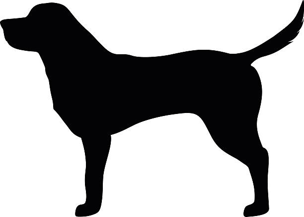 ilustraciones, imágenes clip art, dibujos animados e iconos de stock de labrador dog. silueta vector negro. - labrador retriever