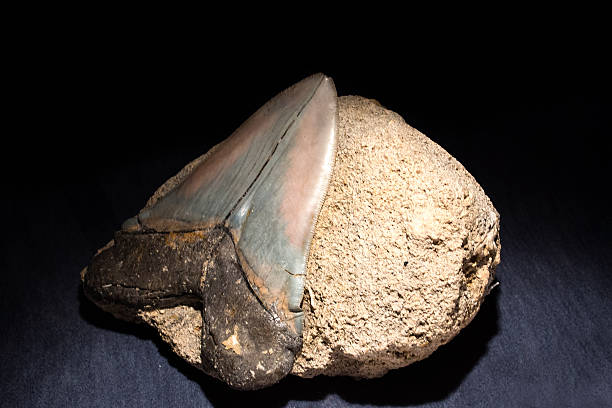 istock Fossil shark - Megalodon tooht 484224997