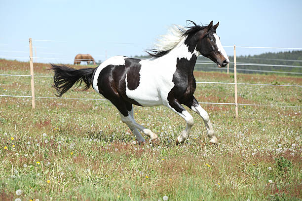 Gorgeous paint horse running on flowered pasturage stock photo