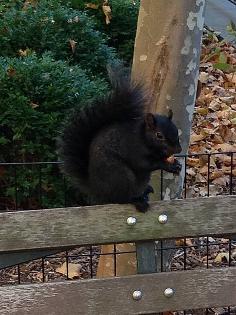 istock Black Squirrel Eating Nut on Bench Fall Leaves Bushes 484226446