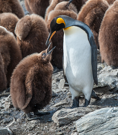 : Close-up of a penguin in Chubut, Patagonia Argentina.