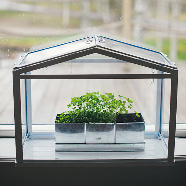 istock Small green house for growing plants 484227671