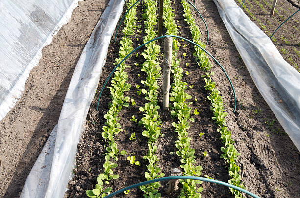 Rows of radishes and lettuce.