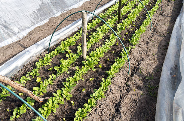 istock Rows of radishes and lettuce. 484228225