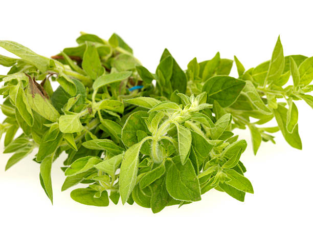 istock Close Up Of Fresh Oregano Cooking Herb 484230054