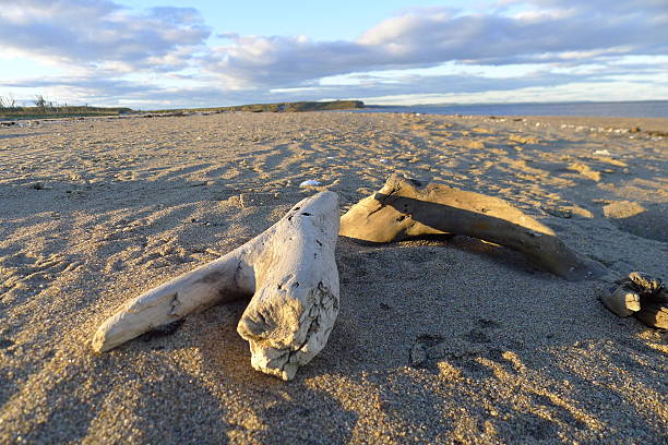 peninsula beach  along whale route quebec  canada