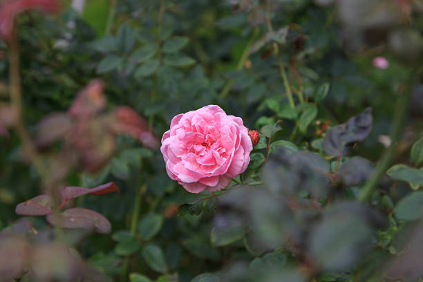 blossom rose stock photo