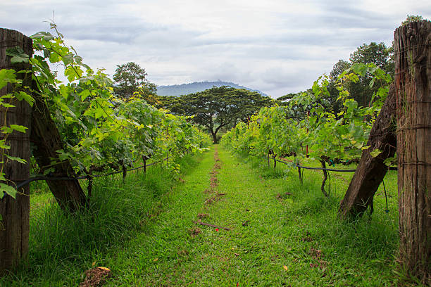 grape farm stock photo