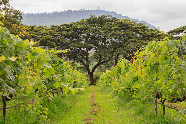 grape farm stock photo