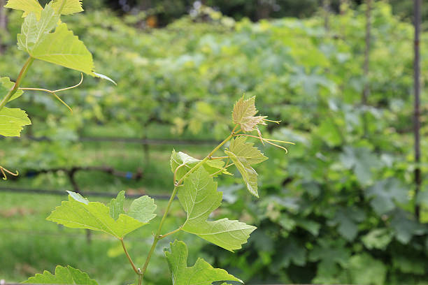grape tree stock photo