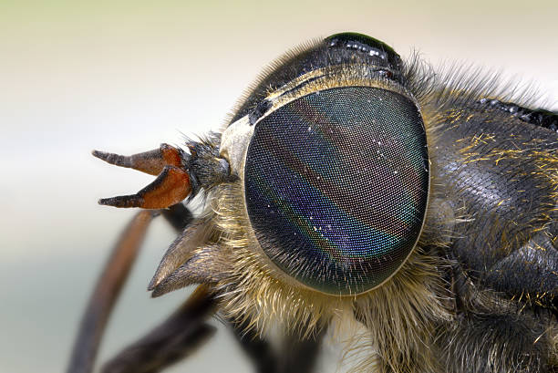 istock Portrait of a gadfly 484231886