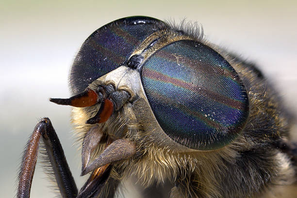 istock Portrait of a gadfly 484231894