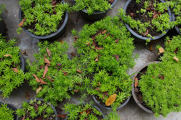 mini tree in thailand stock photo