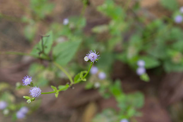 mini flower in thailand stock photo