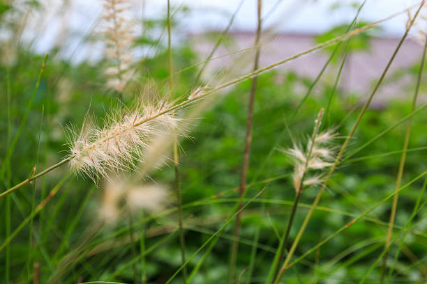 cute white leaf of grass stock photo