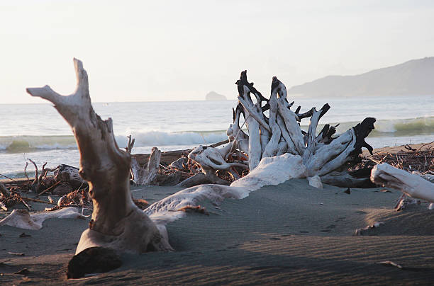 istock Giant Driftwood Trunk on Beach 484237420