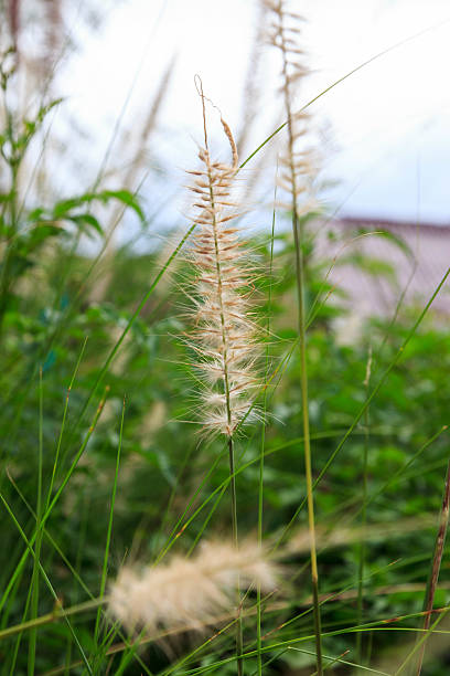 cute white leaf of grass stock photo