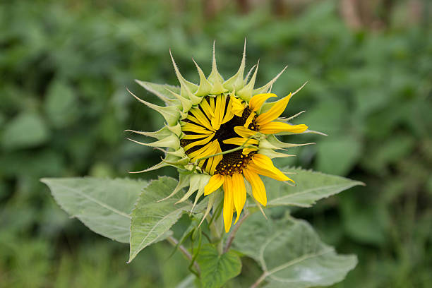 Sunflower in Thailand stock photo