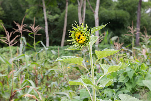 Sunflower in Thailand stock photo