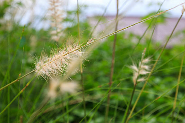 cute white leaf of grass stock photo