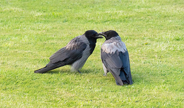 istock Couple of hooded crows (corvus cornix) 484244592