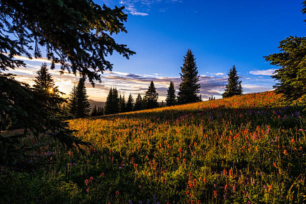 istock Scenic Mountain View with Wildflower Meadow 484249446