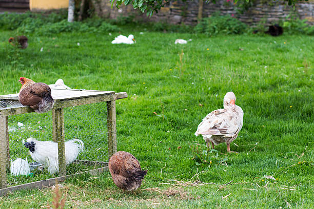 istock Foraging chicken-free farm chicken range 484251916