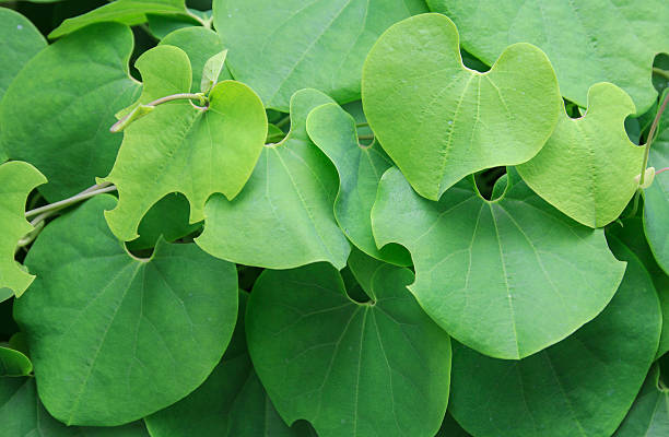 heart shaped leaf stock photo