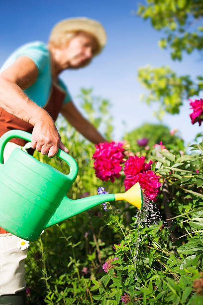 istock Gardener watering flowers in garden 484252782
