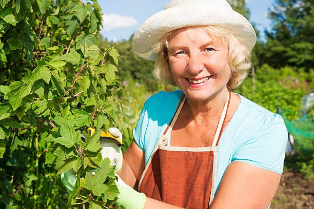 istock Thinnig currant bush at the garden 484252792