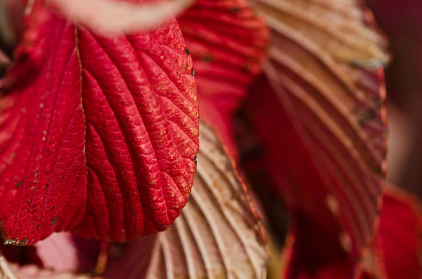 istock The Leaves of Autumn 484255524