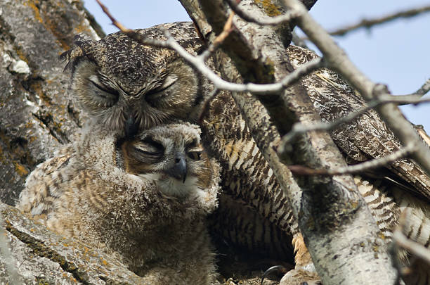 istock Young Owlet Being Groomed by Mom 484255546