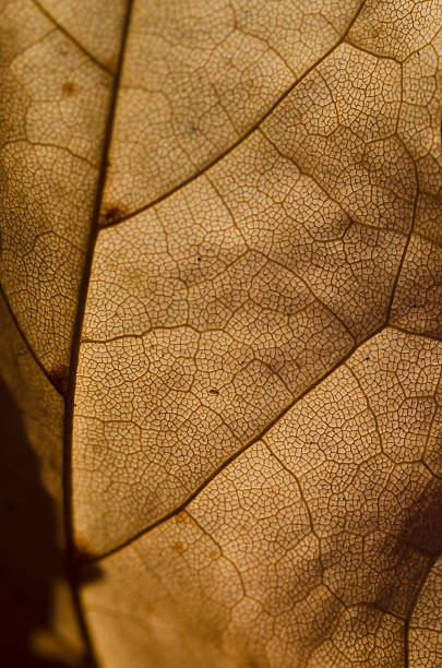 istock Nature Abstract - Epidermis Cells and Veins of Dying Leaf 484256040